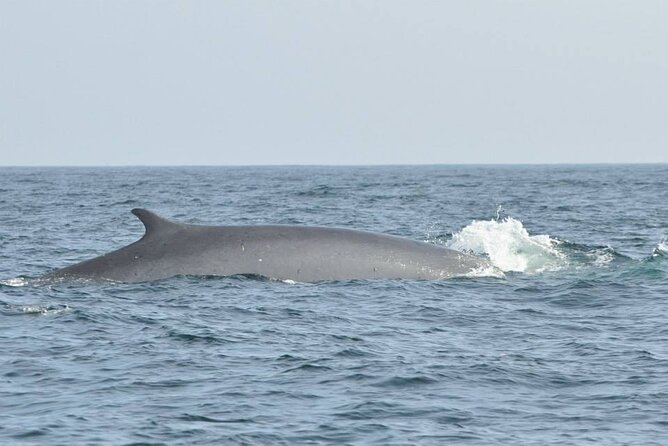 Whale and Dolphin Watching Tour on Pico Island - Positive Customer Experiences
