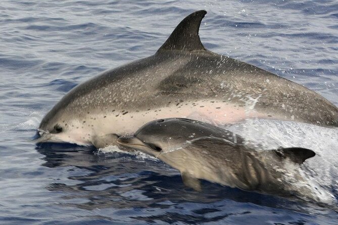 Whale and Dolphin Watching Tour on Pico Island - Booking and Confirmation Process