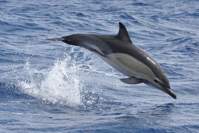 Whale and Dolphin Watching Tour on Pico Island - Cancellation and Refund Policy