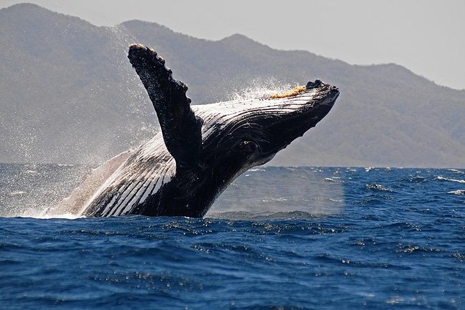 Whale and Dolphin Watching With a Biologist in Puerto Vallarta - Highlights of the Experience