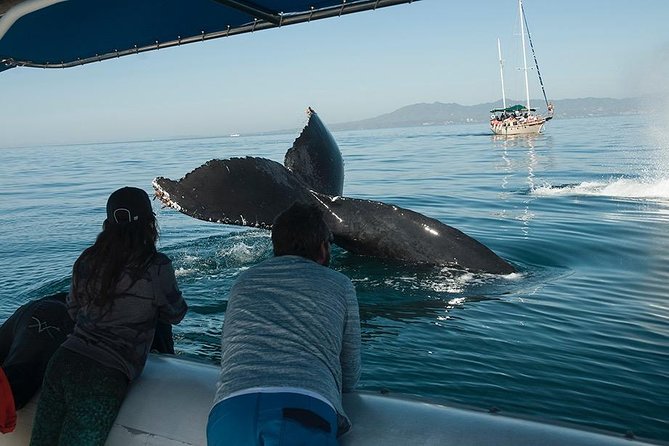 Whale and Dolphin Watching With a Biologist in Puerto Vallarta - Research Project Participation