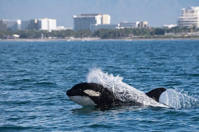Whale and Dolphin Watching With a Biologist in Puerto Vallarta - Tour Reviews and Ratings
