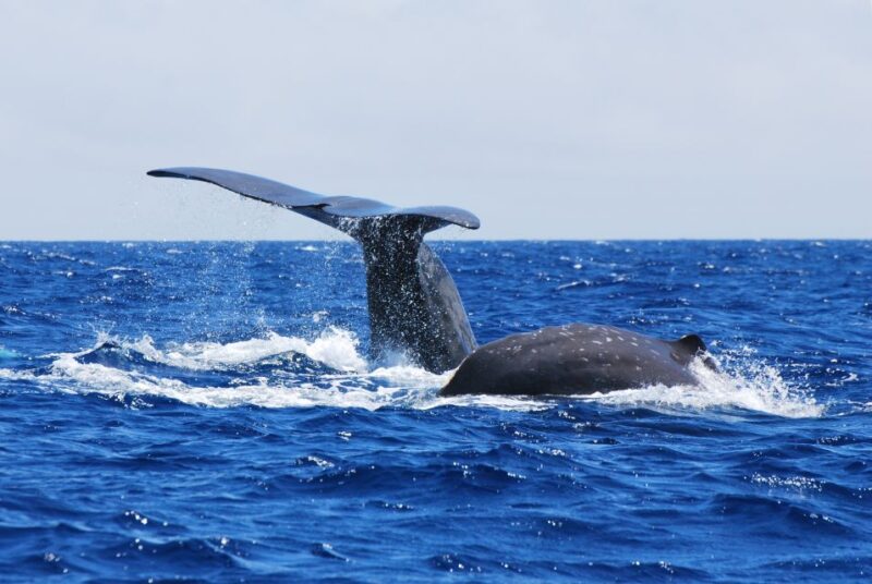 Whale and Dolphin Watching With Vila Franca Islet Visit - Itinerary Details