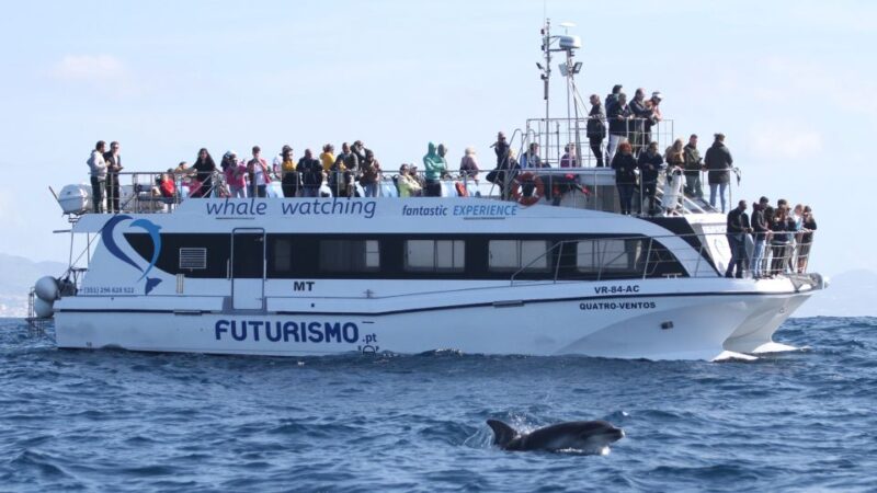 Whale and Dolphin Watching With Vila Franca Islet Visit - Snorkeling Experience