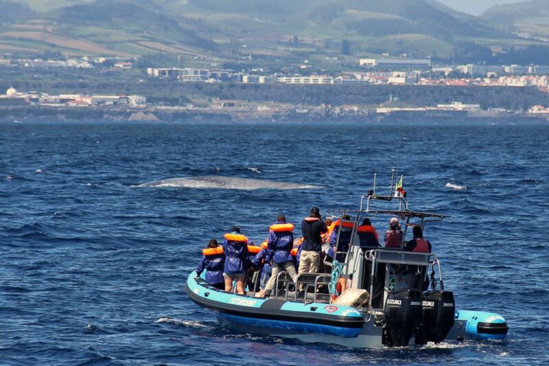 Whale and Dolphin Watching With Vila Franca Islet Visit - Educational Aspects