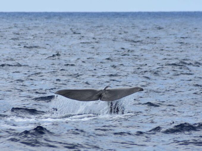 Whale and Dolphin Watching With Vila Franca Islet Visit - Participant Guidelines