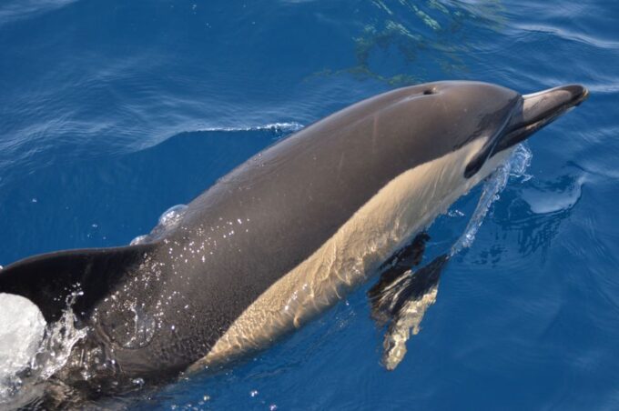 Whale and Dolphin Watching With Vila Franca Islet Visit - Additional Considerations