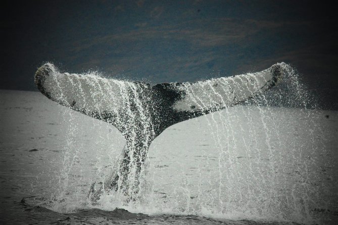 Whale and Glacier Watching From Punta Arenas Francisco Coloane Park - Inclusions and Amenities