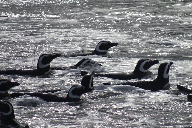 Whale and Glacier Watching From Punta Arenas Francisco Coloane Park - Memorable Lunch by the Glacier