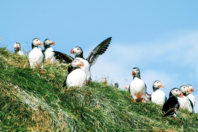 Whale and Puffin Watching Around Skjálfandi Bay From Husavik - Whale and Dolphin Sightings