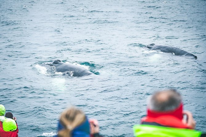 Whale and Puffin Watching Around Skjálfandi Bay From Husavik - Puffin and Seabird Watching