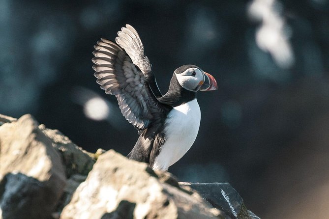 Whale and Puffin Watching Around Skjálfandi Bay From Husavik - Refreshments and Onboard Amenities