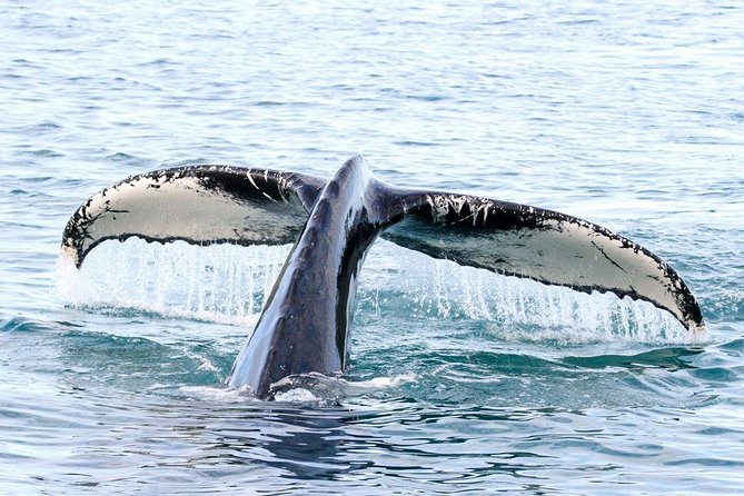 Whale and Puffin Watching Around Skjálfandi Bay From Husavik - Professional Guide and Expertise