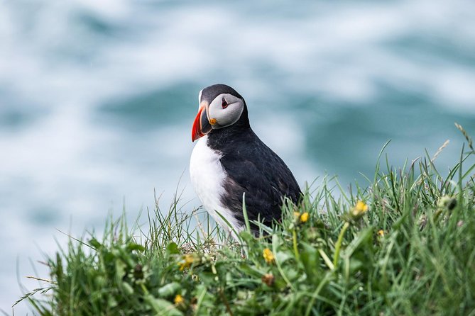 Whale and Puffin Watching Around Skjálfandi Bay From Husavik - Discounts and Nearby Attractions