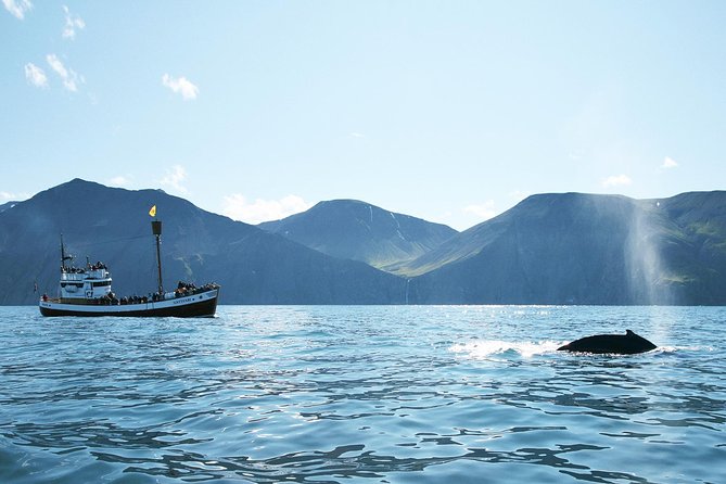 Whale and Puffin Watching Around Skjálfandi Bay From Husavik - Additional Tour Details