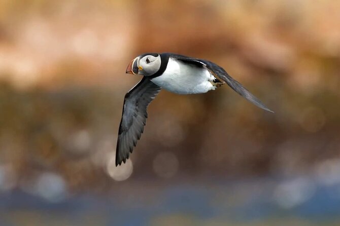 Whale and Puffin Watching Tour - Optional Add-ons