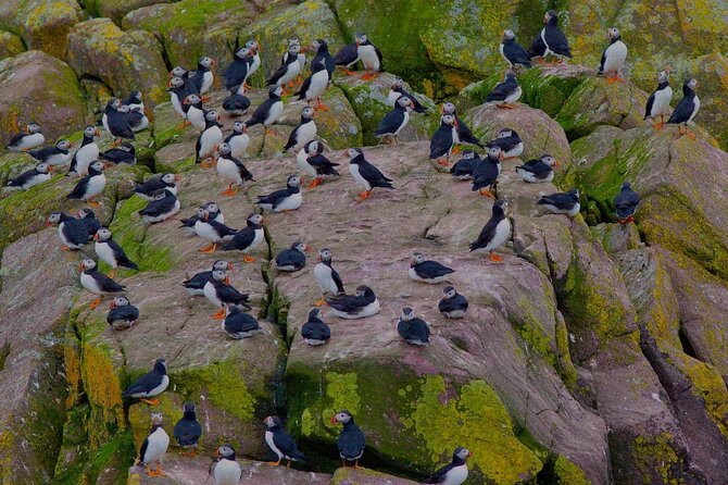 Whale and Puffin Watching Tour - Cancellation Policy