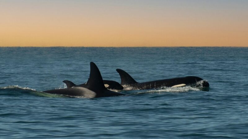Whale and Wildlife Watching Private and Semi-Private Tours - Key Points