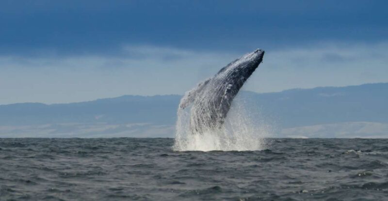 Whale and Wildlife Watching Private and Semi-Private Tours - Experience Highlights
