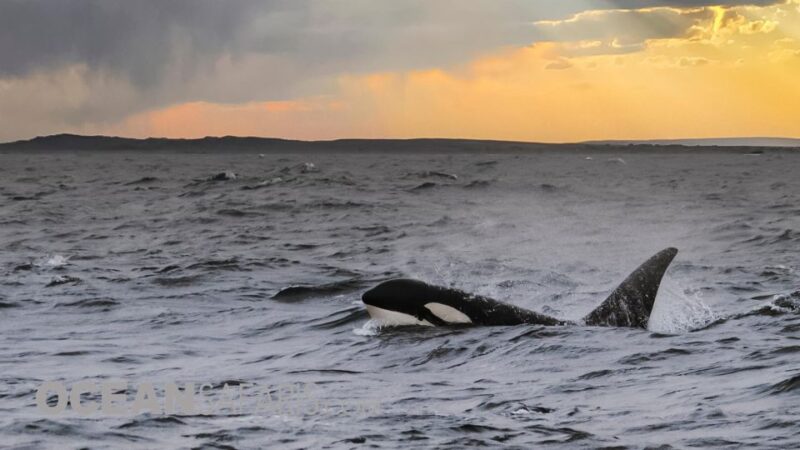 Whale and Wildlife Watching Private and Semi-Private Tours - Booking and Cancellation Policy
