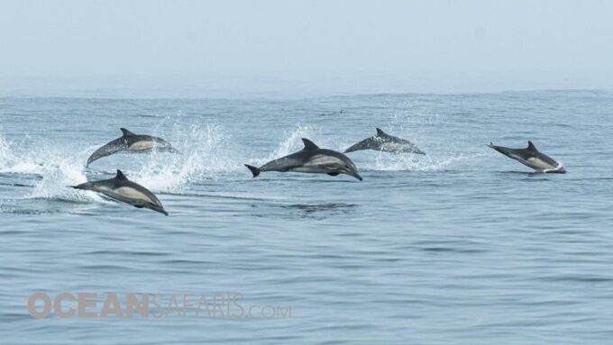 Whale and Wildlife Watching Private and Semi-Private Tours - Unique Animal Encounters