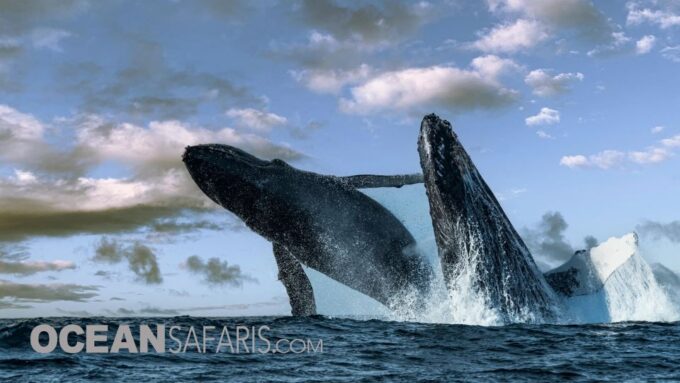 Whale and Wildlife Watching Private and Semi-Private Tours - Lasting Family Memories