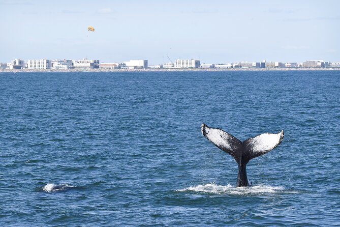 Whale Dolphin and Bird Watching Ecotour Cruise - Guaranteed Marine Mammal Sightings