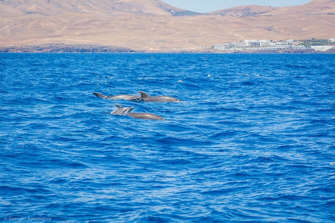 Whale & Dolphin Observation on Silent Catamaran With Hydrophone - Sustainability and Eco-friendliness