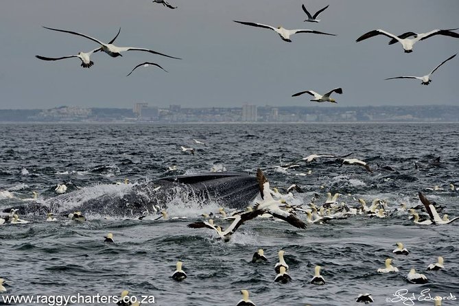 Whale, Dolphin & Penguin Island Cruise - Marine Wildlife Encounters