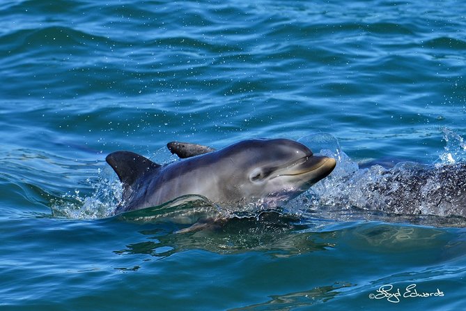 Whale, Dolphin & Penguin Island Cruise - Conservationist Guides and Skippers