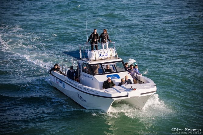 Whale, Dolphin & Penguin Island Cruise - Inclusions and Meeting Point