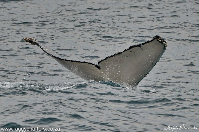 Whale, Dolphin & Penguin Island Cruise - Accessibility and Transportation
