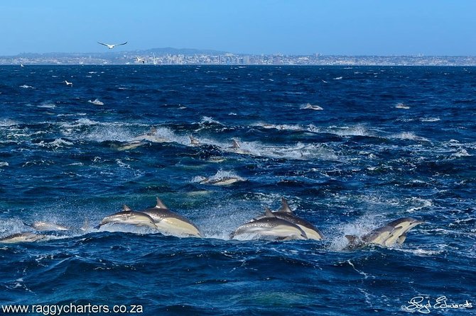 Whale, Dolphin & Penguin Island Cruise - Booking and Cancellation Policy