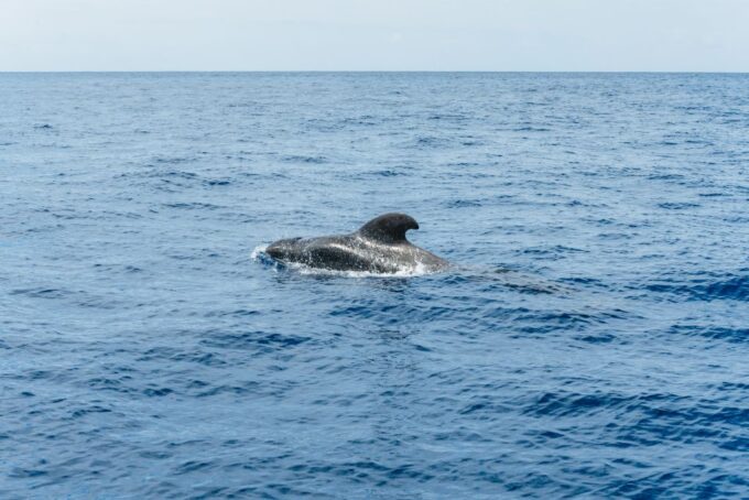 Whale & Dolphin Tour With Local Skipper - Weather and Cancellation Policy