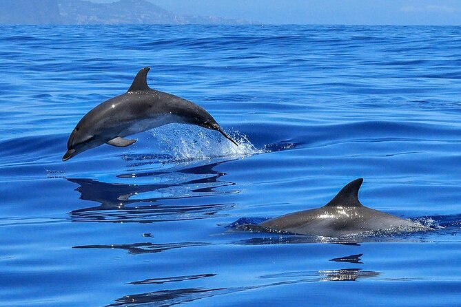 Whale & Dolphin Watching Boat Trip in Tenerife On a Sailing Boat (3 Hr) - Additional Information