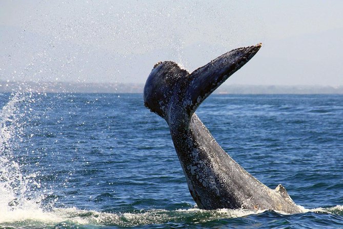Whale & Dolphin Watching Cruise in Puerto Vallarta All Inclusive - Tour Inclusions