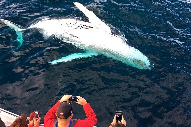 Whale & Dolphin Watching Cruise in Puerto Vallarta All Inclusive - Meeting Point and Pickup