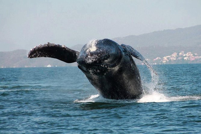 Whale & Dolphin Watching Cruise in Puerto Vallarta All Inclusive - Traveler Experiences