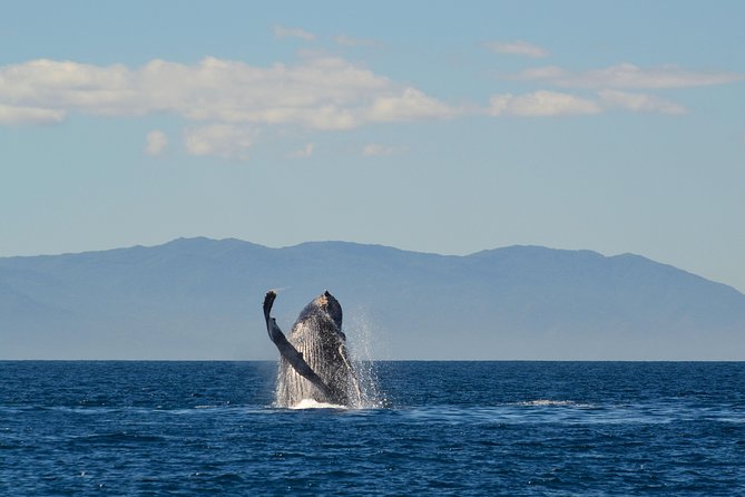 Whale & Dolphin Watching Cruise in Puerto Vallarta All Inclusive - Whale and Dolphin Sightings