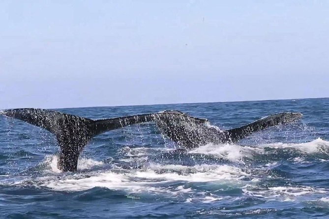 Whale & Dolphin Watching Cruise in Puerto Vallarta All Inclusive - Staff and Service