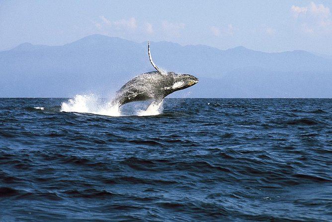 Whale & Dolphin Watching Cruise in Puerto Vallarta All Inclusive - Food and Drinks