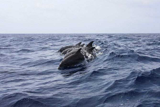 Whale & Dolphin Watching in Tenerife (Puerto Colon) On a Large Catamaran - Onboard Amenities