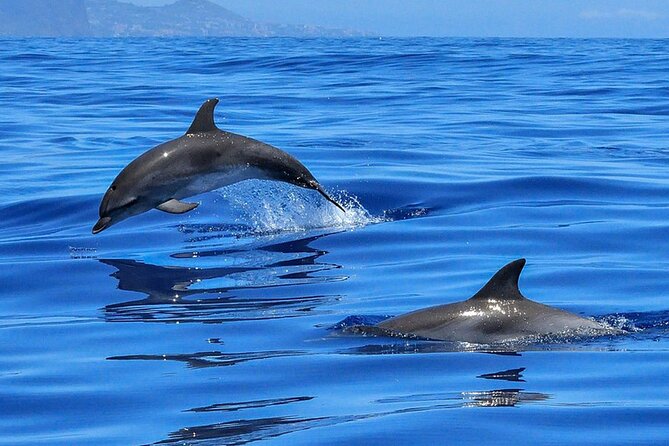 Whale & Dolphin Watching in Tenerife (Puerto Colon) On a Large Catamaran - Meeting and Departure