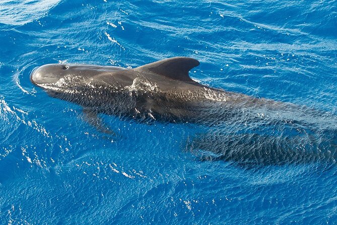 Whale & Dolphin Watching in Tenerife (Puerto Colon) On a Large Catamaran - Accessibility and Transportation