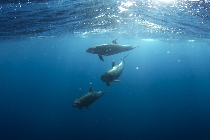 Whale & Dolphin Watching in Tenerife (Puerto Colon) On a Large Catamaran - Feedback and Ratings