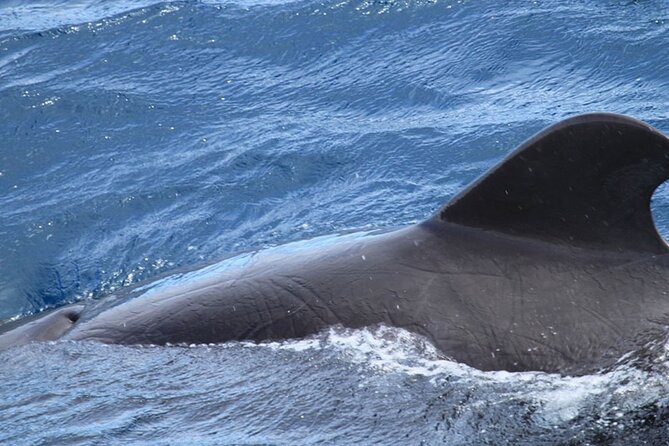 Whale & Dolphin Watching in Tenerife (Puerto Colon) On a Large Catamaran - Recap