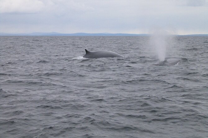 Whale & Dolphin Watching Tour - Meeting and Pickup