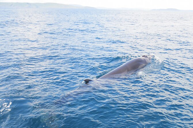Whale & Dolphin Watching Tour - Cancellation and Booking