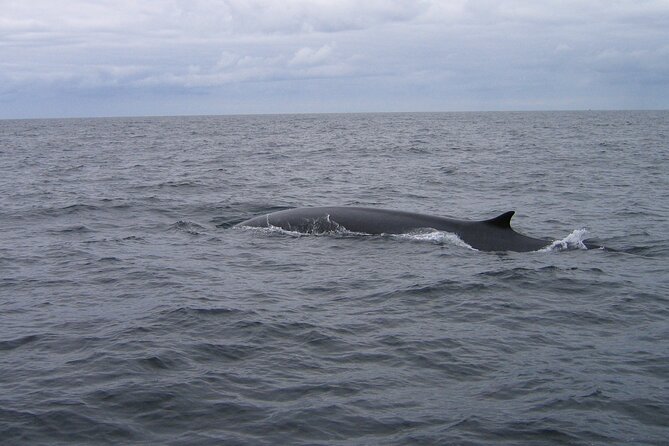 Whale & Dolphin Watching Tour - Traveler Reviews