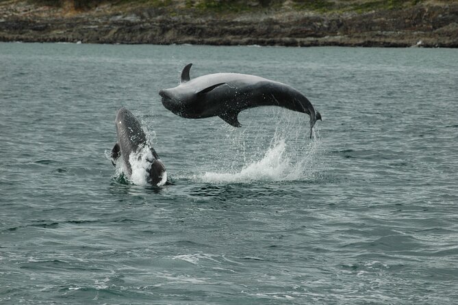 Whale & Dolphin Watching Tour - Location and Duration